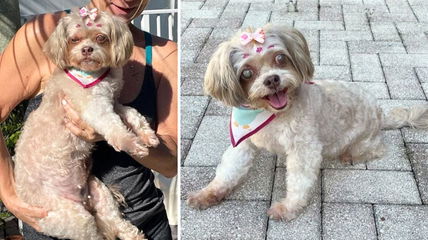 Sweet Senior Poodle Mix Was Tied To a Fence & Abandoned—Now She Needs a Family To Spend Her Golden Years With