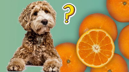 This Dog’s Reaction to Tasting an Orange Is Priceless! 🍊 + 3 Recipes for Picky Pups (Yes, Dogs Can Eat Oranges!)