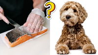 Can Dogs Eat Salmon Skin? Everything You Need to Know Before Sharing This Treat