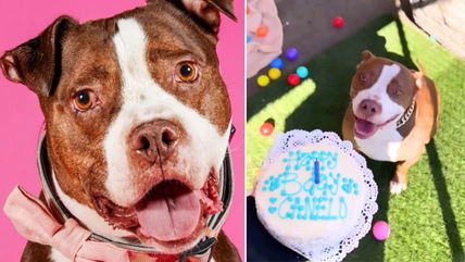 This Pit Bull’s Birthday Party Is Melting Hearts Across the Internet!