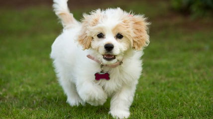 Everything You Need to Know About the Cavachon—And Where to Adopt One