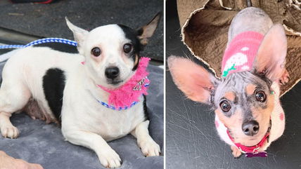 These 7 Chiweenies Are on a Mission to Find Forever Families—Is It You?