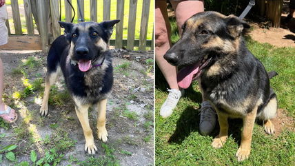 Why Is This Perfect German Shepherd Still Waiting? Discover Chloe’s Story!