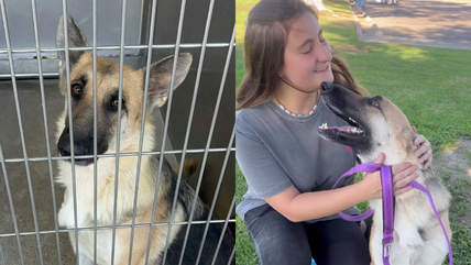 German Shepherd Rescued Moments Before Euthanasia Finds Hope and a New Name