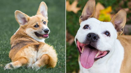 11 Dog Breeds That Instantly Enhance Your Vibe