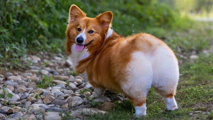 19 Adorable Corgi Butts That’ll Make You Smile!