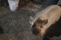 Video: Mastic piggy can’t find its way home