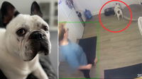 Quick-Thinking French Bulldog Owner Saves Pup’s Life with Dog Heimlich—Watch the Incredible Moment!