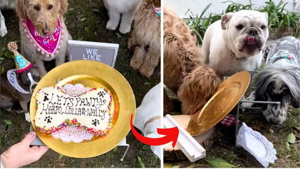 Gone in Seconds: Watch This Labradoodle’s Birthday Bash Turn into a Cake-Smashing Frenzy!