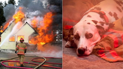 The #1 Reason Pets Are Left Behind During Disasters—And How to Avoid It