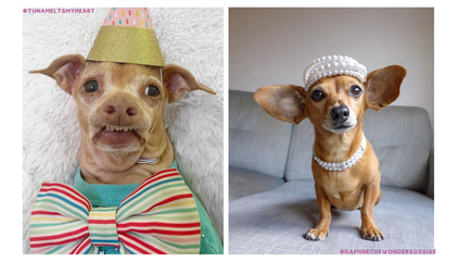 Big Ears, Bigger Hearts: Why Chiweenies Are Taking Over Instagram!