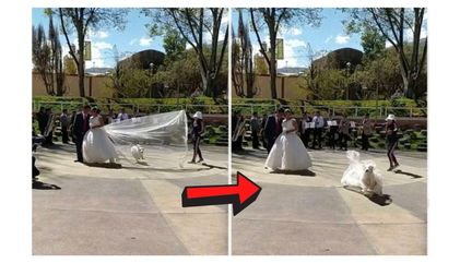 Watch: Mischievous Dog Swipes Bride’s Veil Mid-Photoshoot—And It’s Hilarious!