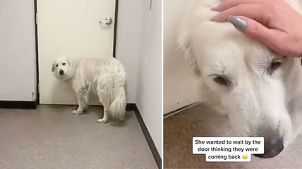 Heartbreak as Majestic Dog Waits Endlessly for Family at Shelter Door After Being Surrendered