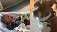 What to Expect When Dogs & Babies Meet — See the Cutest Moments Caught on Video