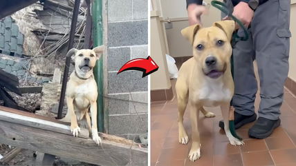 This Dog Was Chained Up and Left to Freeze—Now She’s Waiting for Someone to Love Her!