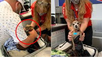 Airport Staff Discover Sneaky Chihuahua Stowaway Hiding In Owner’s Luggage