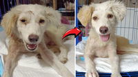 Happy Tears as Stray Dog’s Devastating Accident Led to an Incredible Transformation