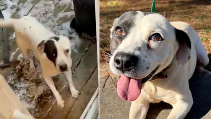 Heartbreak as Dog Rescued from Abuse Finally Gets Adopted—Then Her New Family Gives Up on Her Too