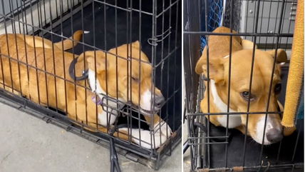 Puppy Returned to Shelter 3 Times —Why Can’t This Sweet Dog Find a Lasting Forever Home?