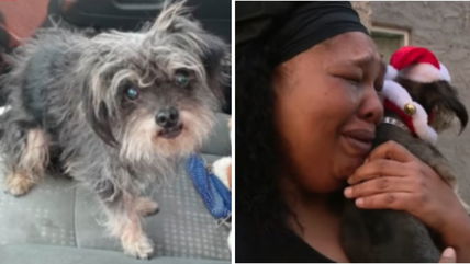 Woman Reunites with Lost Dog After 2 Years