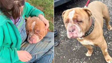 Heartache as Gentle Soul Escapes a Dog Fighting Ring—But What Happened Next Is Even Worse