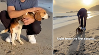 Watch This Two-Legged Beagle’s First Trip to the Beach—His Reaction Will Melt Your Heart