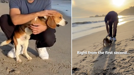 Watch This Two-Legged Beagle’s First Trip to the Beach—His Reaction Will Melt Your Heart