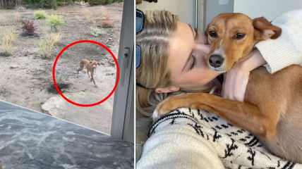 Malnourished Stray Puppy Showed Up at Woman’s Door, What Happened Next Will Make You Teary