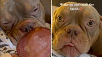 Dog’s Priceless Reaction to the Smell of Bacon While Sleeping Will Make Your Day