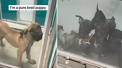 Purebred Dogs in Shelters? You Won’t Believe What This TikToker Found!