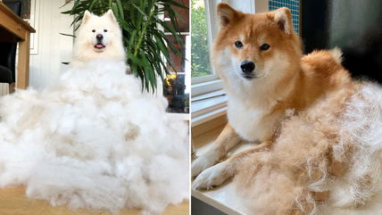 16 Dogs That Shed So Much, They’ll Cover Your Room in Fur (With Photos)