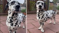 This ‘Miniature’ Dalmatian Has Everyone Fooled. Here’s Why!