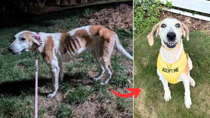 Abandoned in a Swamp, This Starving Dog’s Response to Her Rescuer Will Melt Your Heart