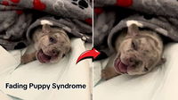 Little Newborn Puppy Couldn’t Stop Crying — How to Spot Fading Puppy Syndrome Before It’s Too Late