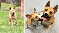 Watch the Heartwarming Moment a Devoted Father Dog Reunites With His Frightened Puppy Daughter in Shelter