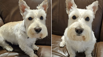 Why This Sweet Scottish Terrier Can’t Have Chicken—And Is Desperate for a New Home!