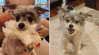 This Sweet Maltese Dog Survived the Streets & Abuse. Now She Long’s for Her Forever Home