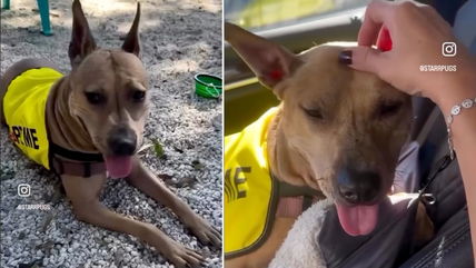 This Florida Shelter Dog is PERFECT in Every Way… Except for ONE Thing That Scares Everyone Away