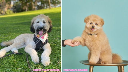 The 10 Fluffiest Doodles That Look Like Living Teddy Bears