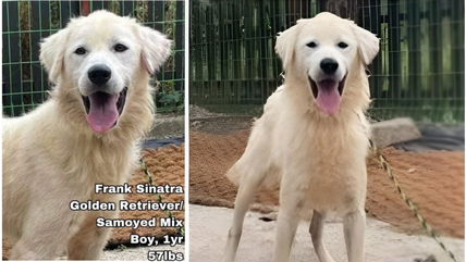 This Dog Was Rescued From a Dog Meat Farm—Now He’s Searching For a Forever Home