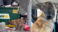 Rescuers Found This Starving Dog Eating From a Dumpster—What Happened Next Was Even Worse