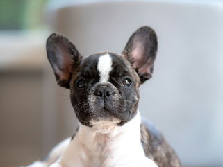 Why Are French Bulldogs So Expensive?