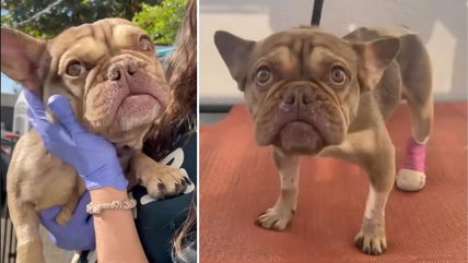 Hit by a Car & Abandoned, This Brave French Bulldog Fought for a Forever Home