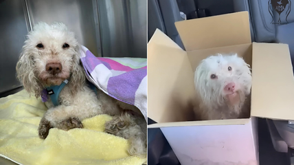 Dog Wouldn’t Eat After Being Abandoned & Abused—Then Vets Found the Hidden Cause of His Suffering