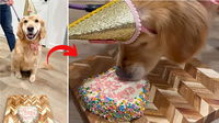 See Why Every Dog is Jealous of This Golden Retriever’s Lavish Birthday Party!