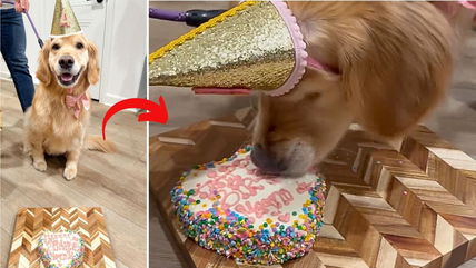 See Why Every Dog is Jealous of This Golden Retriever’s Lavish Birthday Party!