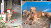 Golden Retriever Survives Horrific Backyard Breeding—Now She & Her Pups Have a New Life