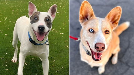 These 12 Dogs with the Goofiest Grins Are Waiting to Be Adopted!