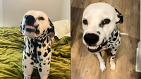 This Dalmatian’s Toothy Grin Has Millions Smiling Back – But Do Dogs Really Smile?