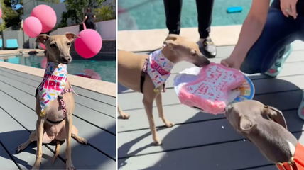 Watch: Italian Greyhound’s Fabulous 1st Birthday Party in all Pink Will Give You Major FOMO!